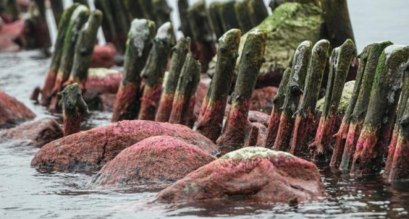 Будто вылили химикаты: из-за чего камни на побережье Балтийского моря резко покраснели — стоит ли беспокоиться