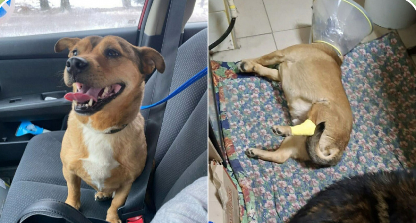 Волонтеры просят о помощи в поиске раненой собаки: пес сбежал со сломанной лапой 