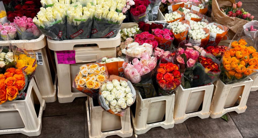 Калининградская область готовит Россию к 8 марта: 80 фур доставят тюльпаны в другие регионы 