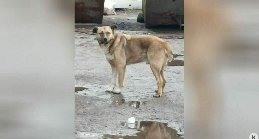 В центре Калининграда дворовой пес держит в страхе жилой квартал: есть пострадавшие