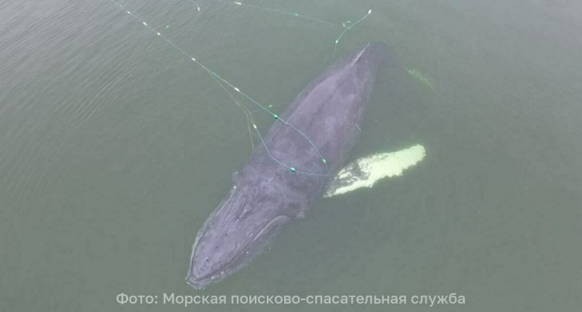 В Балтийском море обнаружили горбатого кита: ему потребовалась помощь спасателей