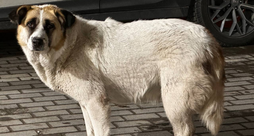 Владельцев бойцовских собак обяжут сдавать экзамен: новый законопроект вызвал споры