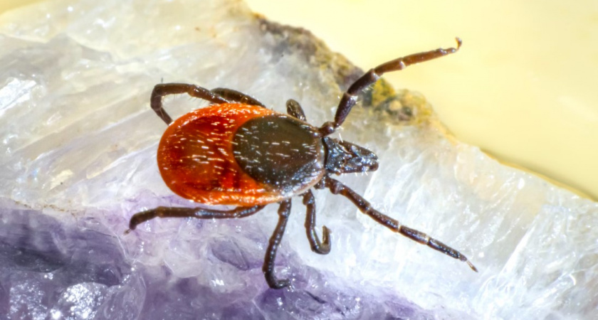 Когда в Калининграде начнут обрабатывать парки от клещей