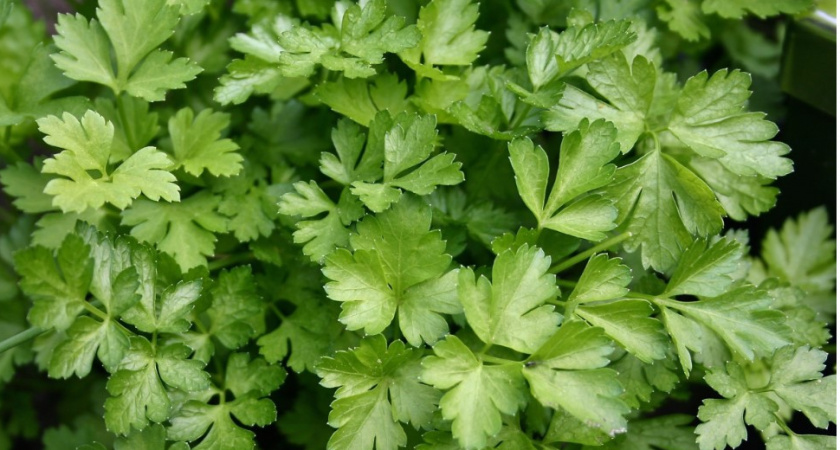 Позволит сохранить пользу и вкус: как мыть зелень правильно