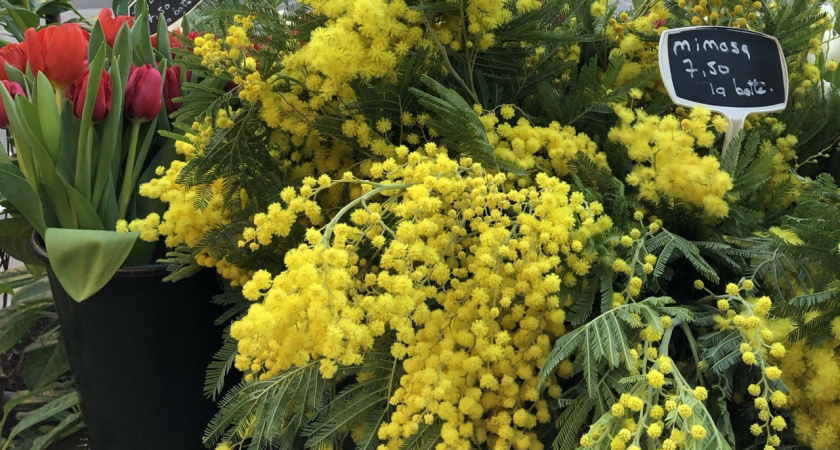 Рекордное подорожание: какие цветы стали роскошью в преддверии 8 Марта в Калининграде