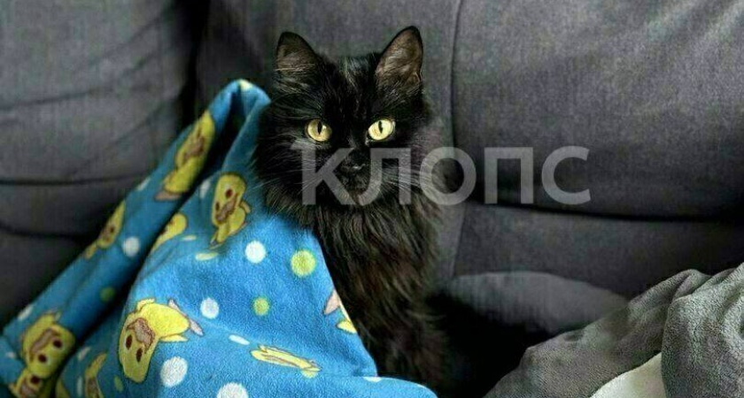 В Калининграде 14-летняя школьница зверски убила кошку соседей и отправила видео расправы хозяевам