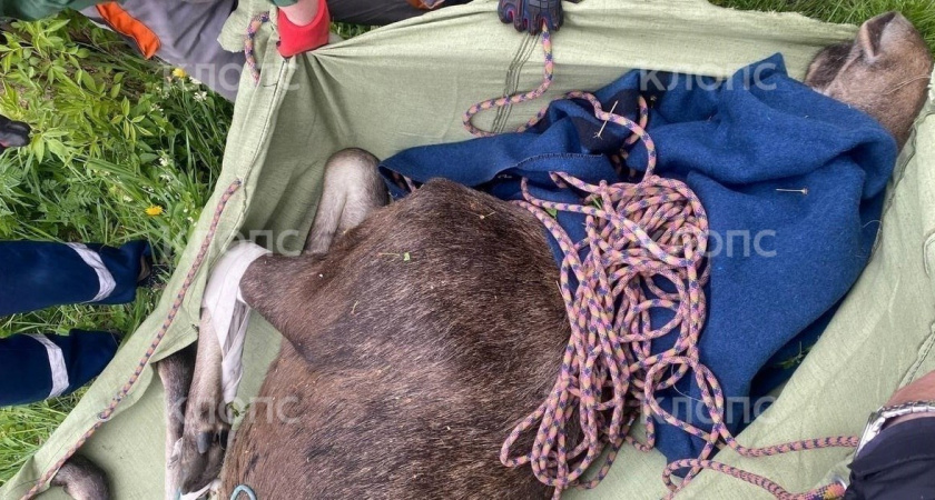 Пойманный в Калининграде лось уснул после выстрела: спасатели скрещивают пальцы, чтоб лось выжил
