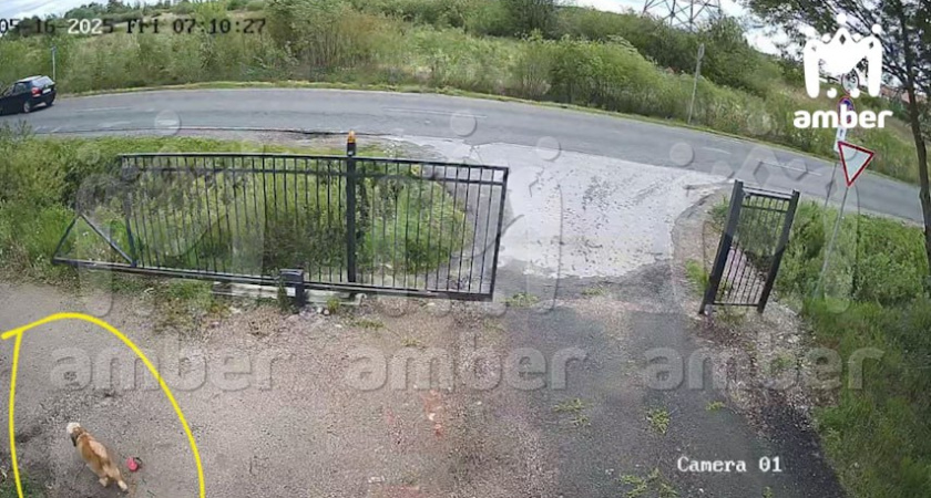 В Калининградской области домашнюю собаку жестоко изувечили: ветеринар заявил, что животное изнасиловали