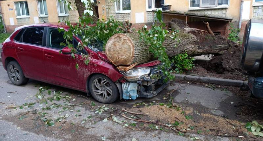 Огромное дерево обрушилось на проезжую часть в элитном районе Калининграда