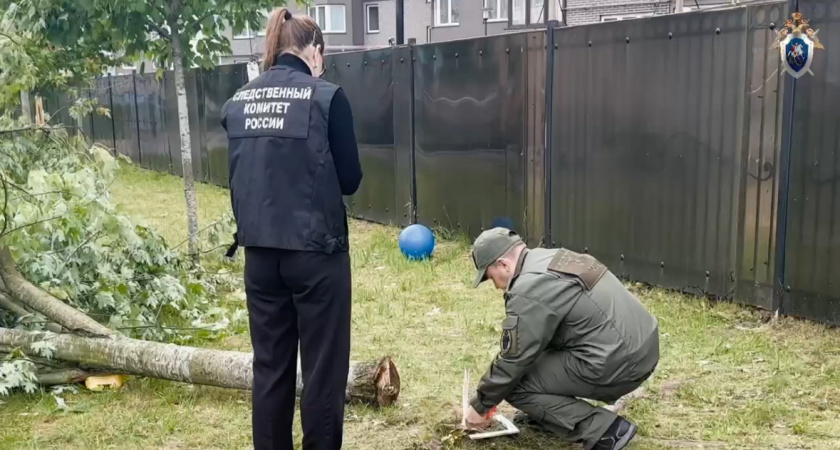 «Это могла быть трагедия»: дерево в детсаду Калининграда сломало ребёнку плечо — в СК ищут виновных