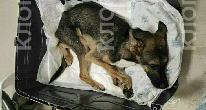Пёс-инвалид Сёма проделал путь в четыре тысячи километров, чтобы получить шанс на новую жизнь в Калининграде