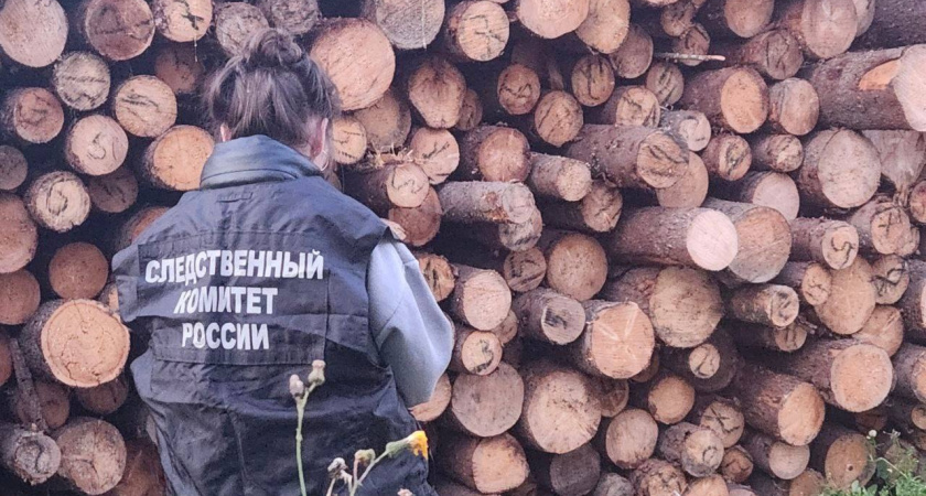 Происшествие в Перми потрясло край: двое 10-летних погибли из-за падения бревен — СК ищет виновных