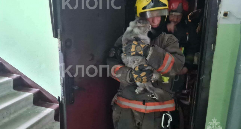 Кошка Кира из Калининграда, пожилая хозяйка которой погибла при пожаре, ищет новый дом