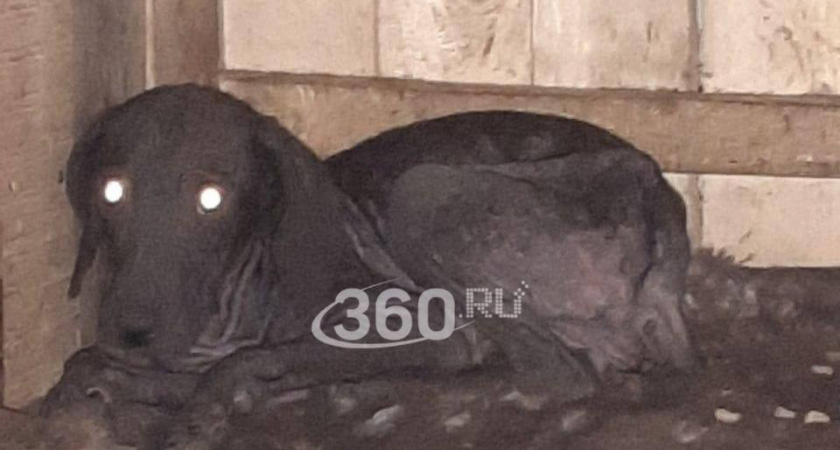 Собачий концлагерь в жилом доме Ивановской области: жители страдают, а хозяйка бьёт и бросает мёртвых псов