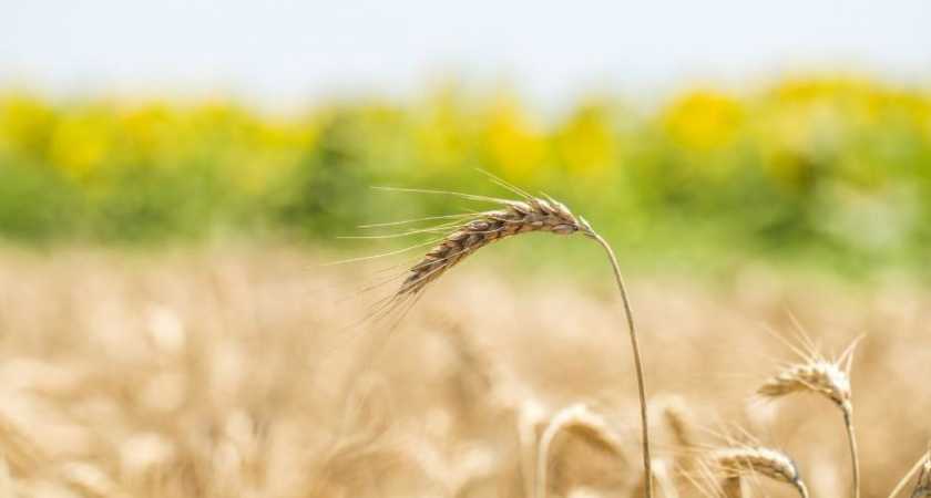 Освети колос в церкви, не работай в огороде: что можно и нельзя делать 28 августа — народные приметы на Успение Пресвятой Богородицы