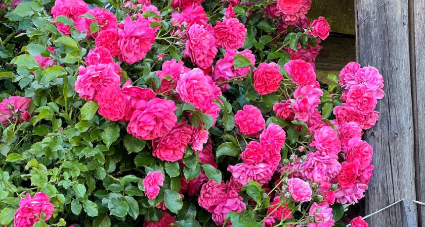 Луна в первой четверти: что можно и нельзя делать в огороде 31 августа 2025 года