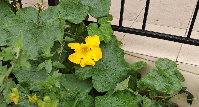 Жильцы ждут урожай: на придомовой клумбе в Калининграде посадили кабачки