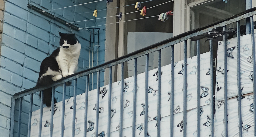 История пропажи кота Пуаро в Калининграде закончилась счастливым финалом