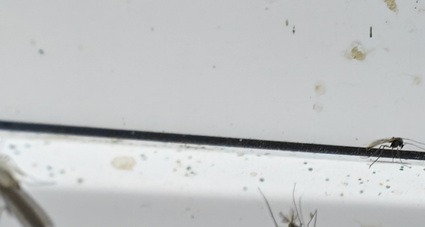 Туристы в Калининградской области пожаловались на нашествие гигантских комаров на Куршской косе