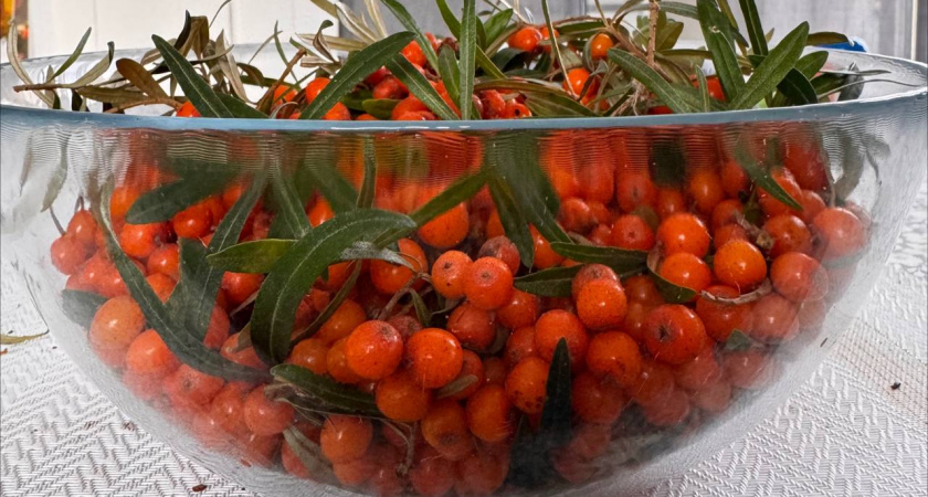Витамины и вкус в сохранности: 3 проверенных способа заморозить облепиху на зиму — будут как свежие