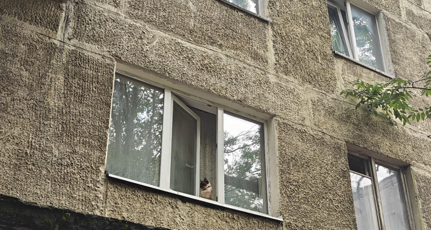 Жестокость ради «шутки»: в Калининграде мужчина выбросил кота из окна — возбуждено уголовное дело
