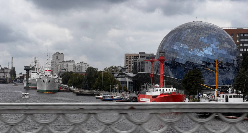 Как собака на калининградском мосту спровоцировала пробку — люди вместе спасли животное