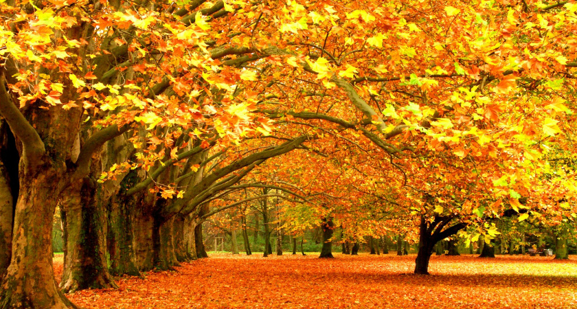 Последний рывок тепла в Калининграде: вернётся ли в конце недели комфортная температура перед наступлением холодов