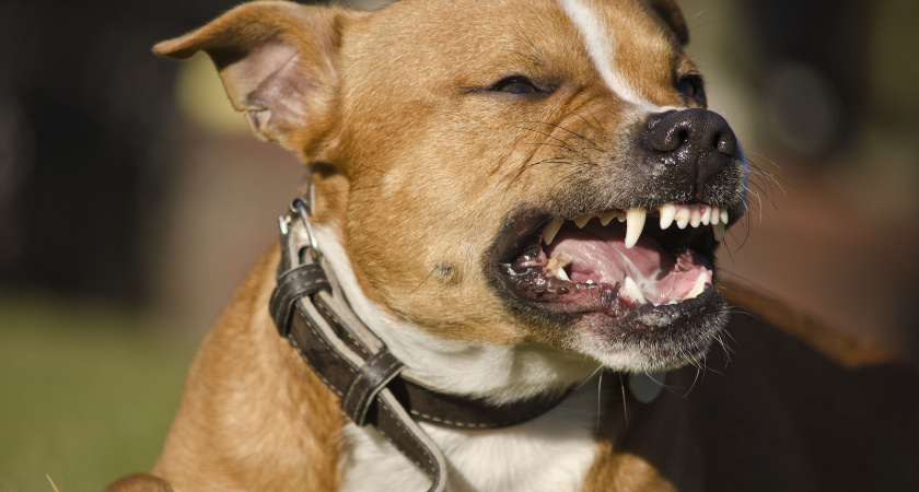 Рычание - это не всегда злость: как правильно понимать язык собак