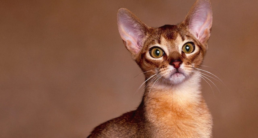 Кошки-гении: какие породы умеют мыслить, запоминать и даже манипулировать