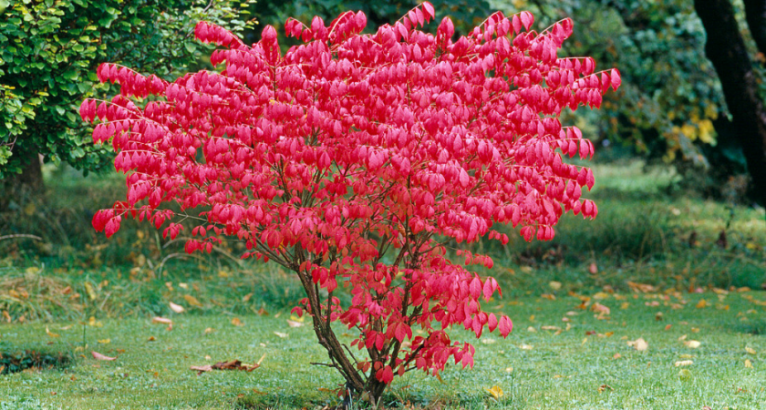 Яд на ветках в Калининграде: появилось новое растение, которое несёт угрозу