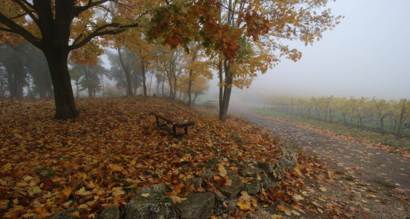 Прощай, золотая осень: последняя неделя октября в Калининграде будет мокрой, но теплой — прогноз погоды