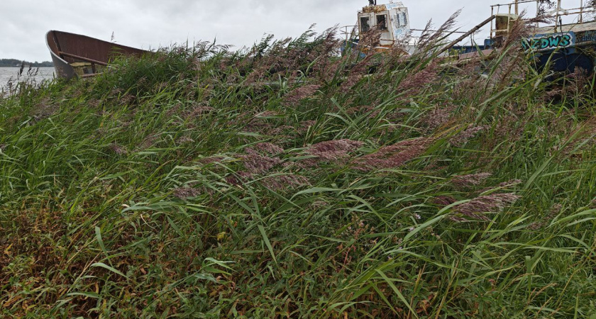 МЧС предупреждает: мощный западный ветер до 28 м/с грозит Калининграду 30 октября — в какой половине дня будет усиление