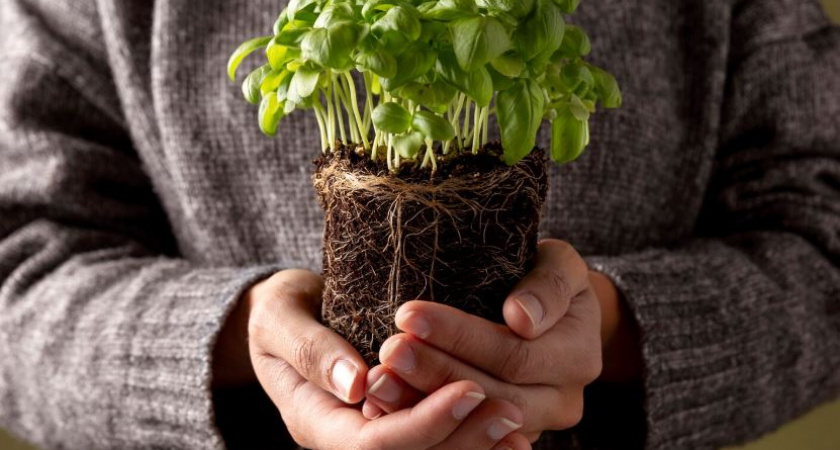 Не тратьте деньги на стимуляторы — как целебная вода превращает даже палку в мощное растение с сотнями корешков