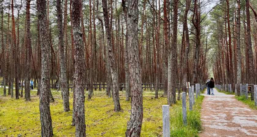 Агрессия и беззаконие: на Куршской косе случилась серия нападений на пенсионеров из Калининграда