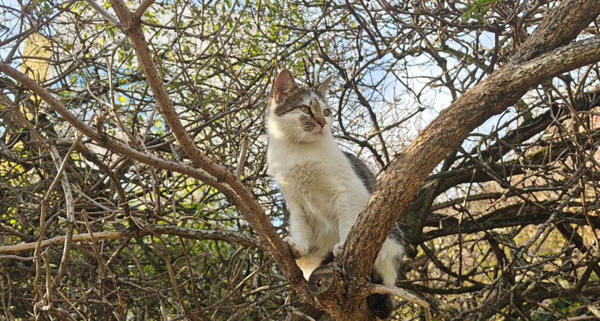 Как ветеринары всего за 5 минут узнают возраст кошки без документов: признаки, которые не обманут