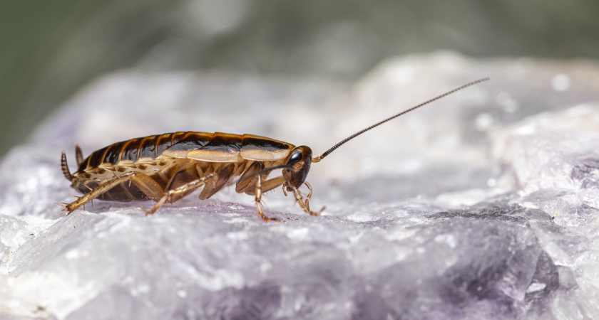 Тараканы убегут из дома, стуча копытцами: старый способ из СССР, который работает отлично до сих пор