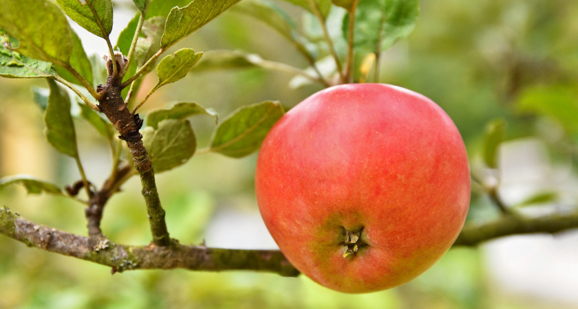 Всем яблоням и грушам в ноябре — защита на всю зиму: обливаю стволы этим — и кора целая, вредители спят, а весной — ни одного нароста