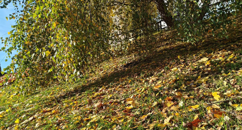 Осень не сдаётся: какой будет погода в Калининграде в субботу, 1 ноября