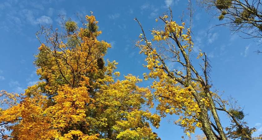 Погода в Калининграде на воскресенье, 2 ноября: возможна ли осень без капризов
