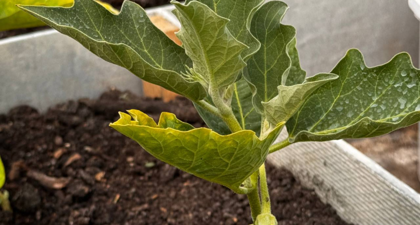 Пока земля не застыла: какие растения осенью приживаются лучше, чем весной — что нужно посадить прямо сейчас, пока не ударили морозы