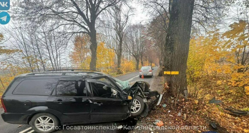 В Калининградской области Женщина на Ford не справилась с управлением и врезалась в дерево: что стало причиной ДТП