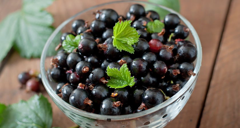 В ноябре закапываю под куст «спящую таблетку» — летом смородина усыпана ягодами, размером с грецкий орех