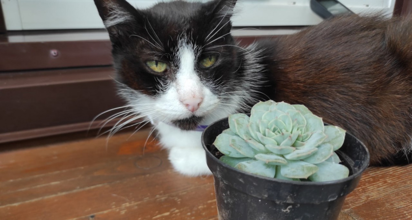 Кошка ест, когда хочет? Забудьте. Вот сколько раз в день нужно кормить "мурлыку" - не 1 и даже не 3