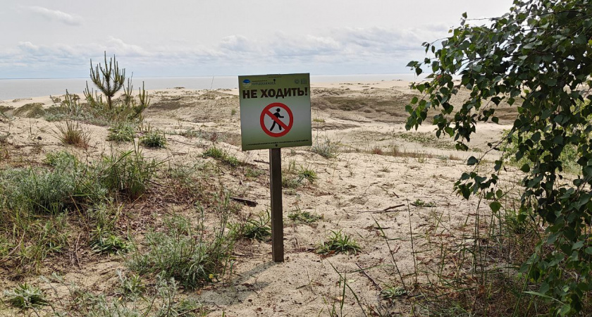 Калининград теряет жемчужину: архитектор назвал главную ошибку при защите Куршской косы