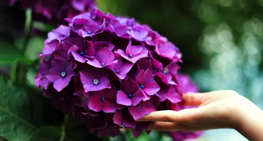 Гортензия обожает такую землю: внесите 50 г в ноябре и летом куст утонет в цветах - соседи лопнут от зависти