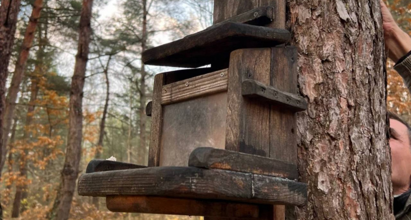 Директор Калининградского зоопарка против кормушек для птиц: почему они вредят экологии