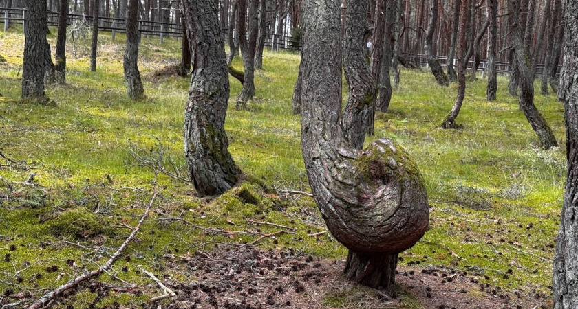 Танцующий лес Куршской косы вошел в топ самых загадочных мест России