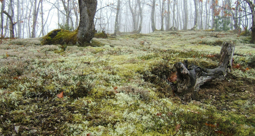 Не спорь и не смейся: народные приметы и запреты на 7 ноября — Дедовские плачи