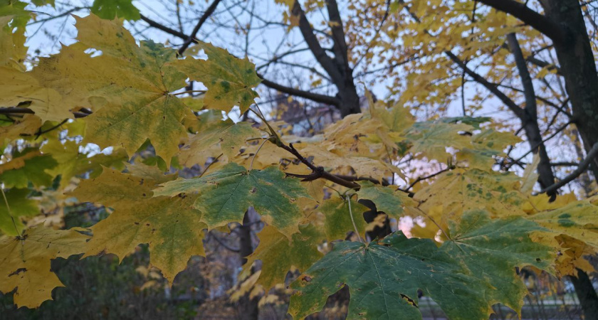 Антициклон в Калининграде даст осени второе дыхание: к какой погоде готовиться в четверг, 6 ноября