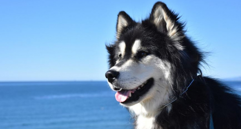 Калининградка требует справедливости: погибла хаски-канистерапевт — хозяйка обвиняет соседа в жестокости